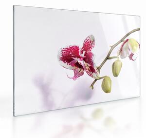 Sklenený obraz kvetu orchidey (70x50 cm)