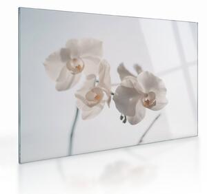 Sklenený obraz bielej orchidey (70x50 cm)