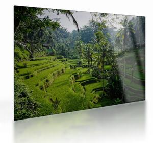 Sklenený obraz ryžových terás Tegalalang, Bali (70x50 cm)