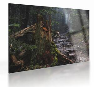 Sklenený obraz - V lese (70x50 cm)