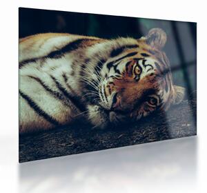 Sklenený obraz - Tiger Sibírsky (70x50 cm)