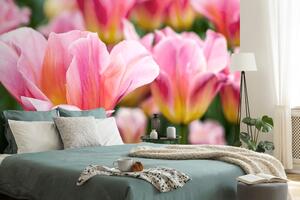 Fototapeta lúka ružových tulipánov