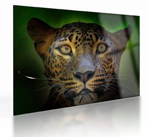 Sklenený obraz - Portrét leoparda, Sri Lanka (70x50 cm)