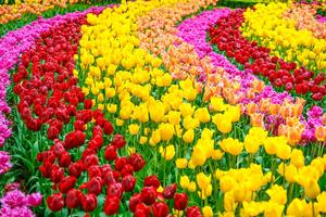 Fototapeta záhrada plná tulipánov
