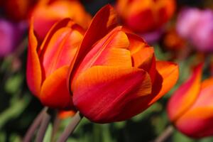 Fototapeta nádherné tulipány na lúke