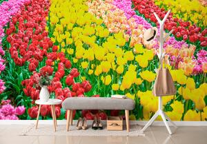 Fototapeta záhrada plná tulipánov