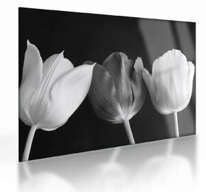 Sklenený obraz - Čiernobiele kvety tulipánov (70x50 cm)