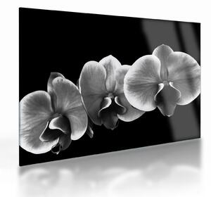 Sklenený obraz kvetu orchidey (70x50 cm)