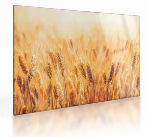 Sklenený obraz - pole s obilím (70x50 cm)