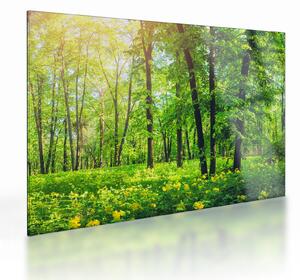 Sklenený obraz - Jarný listnatý les (70x50 cm)