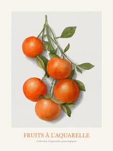 Obrazová reprodukcia Oranges (Watercolour Kitchen Fruit), (30 x 40 cm)