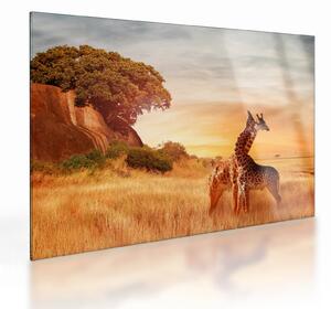 Sklenený obraz - Žirafy v Afrike (70x50 cm)