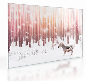 Sklenený obraz - Zebra v zasneženom lese (70x50 cm)