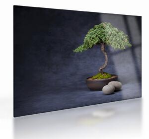 Sklenený obraz - Bonsai (70x50 cm)