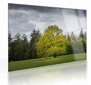 Sklenený obraz zeleného stromu uprostred poľa (70x50 cm)