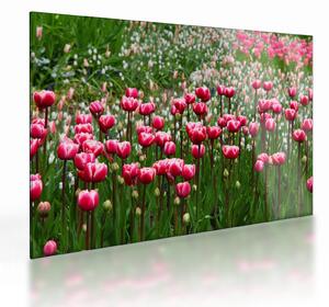 Sklenený obraz tulipánov (70x50 cm)