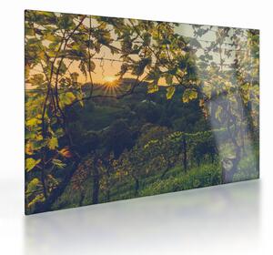 Sklenený obraz - Vinice (70x50 cm)