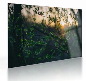 Sklenený obraz presvitajúceho slnka cez vetvičky stromov (70x50 cm)
