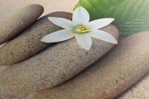 Obraz biely kvet a kamene v piesku
