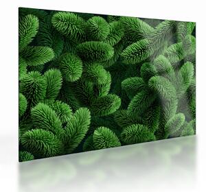 Sklenený obraz - Vetvičky ihličnanu (70x50 cm)