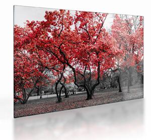Sklenený obraz - Červené stromy, Central Park, New York (70x50 cm)