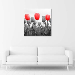 Obraz na plátne Červené tulipány na lúke Rozmery: 30 x 30 cm