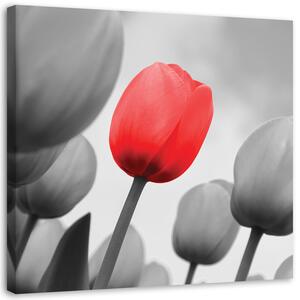 Obraz Červený tulipán v sivej farbe Veľkosť: 30 x 30 cm, Prevedenie: Obraz na plátne