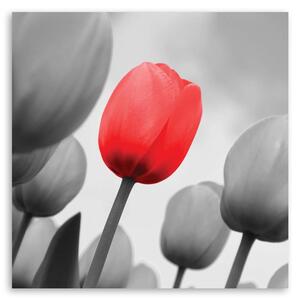 Obraz na plátne Červený tulipán v sivej farbe Rozmery: 30 x 30 cm