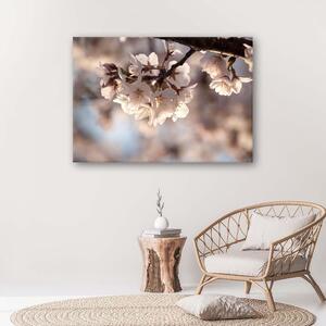 Obraz na plátne Čerešňový kvet Rozmery: 60 x 40 cm