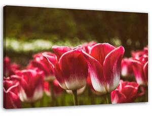 Obraz na plátne Kvitnúce tulipány Rozmery: 60 x 40 cm