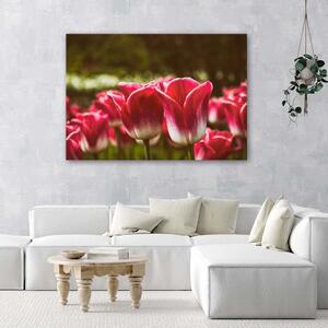 Obraz na plátne Kvitnúce tulipány Rozmery: 60 x 40 cm