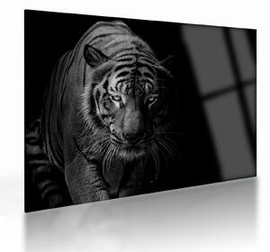 Sklenený obraz divokého tigra (70x50 cm)