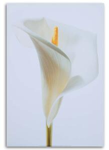 Obraz na plátne Biela kália Rozmery: 40 x 60 cm