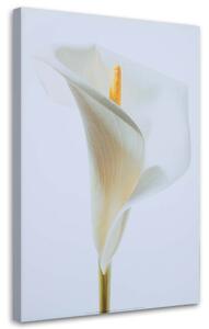 Obraz na plátne Biela kália Rozmery: 40 x 60 cm