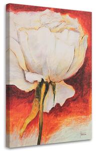 Obraz na plátne Pekná biela pivonka Rozmery: 40 x 60 cm