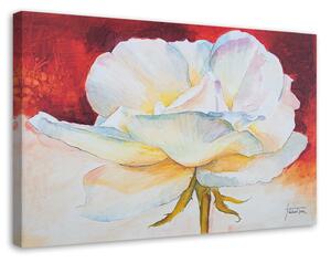 Obraz na plátne Biely kvet pivonky Rozmery: 60 x 40 cm