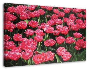 Obraz na plátne Ružové tulipány v záhrade Rozmery: 60 x 40 cm