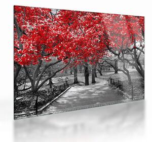 Sklenený obraz - Červené stromy, Central Park, New York (70x50 cm)