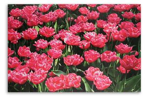Obraz na plátne Ružové tulipány v záhrade Rozmery: 60 x 40 cm