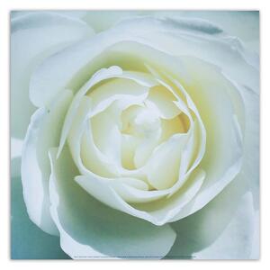 Obraz na plátne Stred bielej ruže Rozmery: 30 x 30 cm