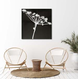 Obraz na plátne Biely tieň Cyperus Rozmery: 30 x 30 cm