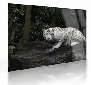 Sklenený obraz - Tiger albín (70x50 cm)