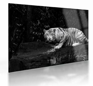Sklenený obraz - Tiger albín, čiernobiely (70x50 cm)