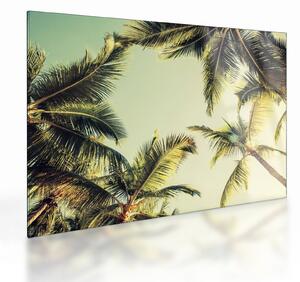 Sklenený obraz s kokosovými palmami (70x50 cm)