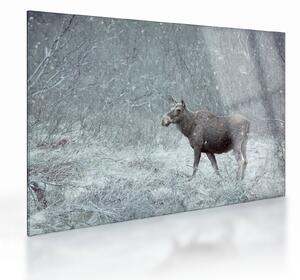Sklenený obraz - Los v zasneženom lese (70x50 cm)