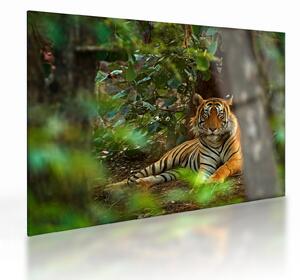 Sklenený obraz odpočívajúceho tigra (70x50 cm)