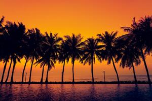Samolepiaca tapeta západ slnka nad palmami