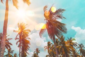 Tapeta lúče slnka medzi palmami