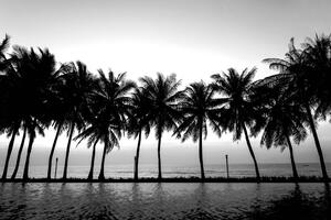 Tapeta západ slnka nad palmami v čiernobielom