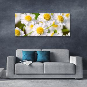 Obraz Canvas Kvety sedmokráska príroda 125x50 cm